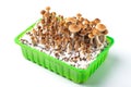 Casing grow mushrooms psychedelic magic shrooms